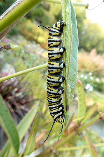 Monarch catepillar on milkweed plant