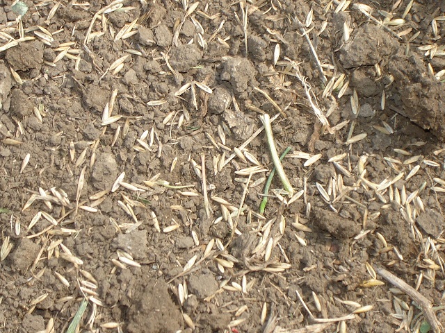 seed_on_ground_at_right_rate