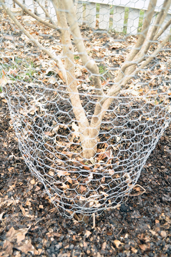 Chicken wire placed around the trunk of a shrub
