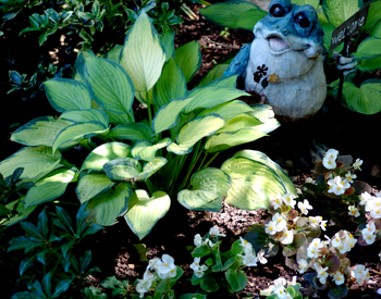 Hosta and frog garden art