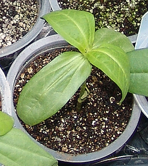 Plant seedling zinnia