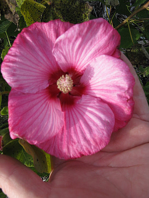 Hardy hibiscus 'Plum Crazy'