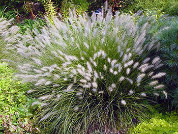 Miscanthus Little Bunny ornamental grass