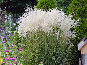 Miscanthus seed heads 