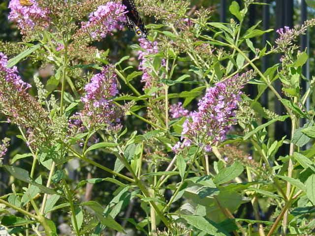 Butterfly bush - Johnson County Extension Office