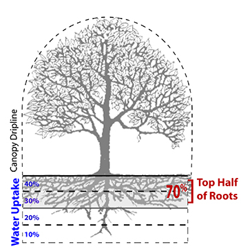 Tree illustration of root zone and drip line