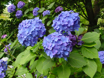 Blue hydrangea macrophylla
