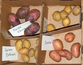 potato varieites