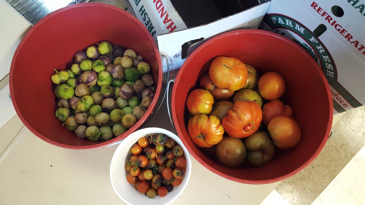buckets of multicolor tomatoes