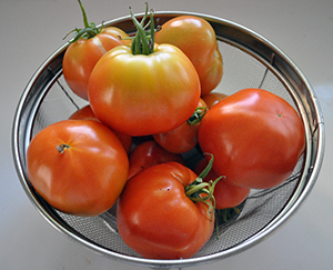 Tomatoes in collander