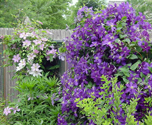 Two clematis vines in bloom
