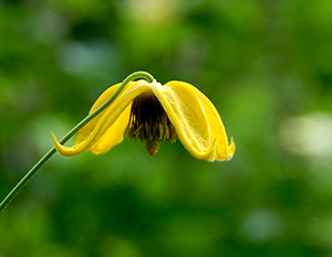 Yellow clematis flower