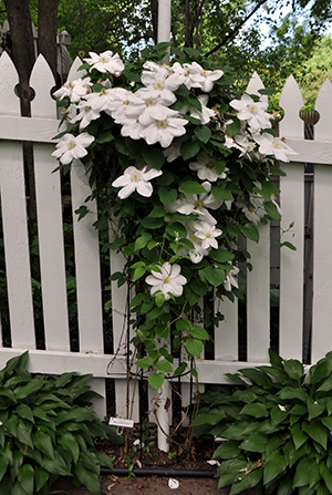 White Clematis vine in bloom