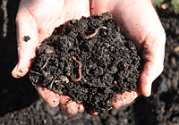 Finished compost held in hands