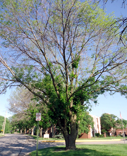 Ash tree damaged by Emerald Ash Borers