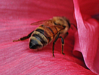 Bee polinating hibiscus flower