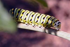 Monarch catepillar