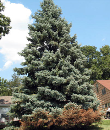 Blue spruce with bagworm damage