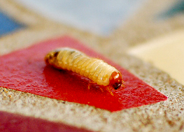 Close up of grub on table