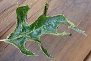 oak margin gall