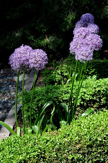 Purple allium in bloom