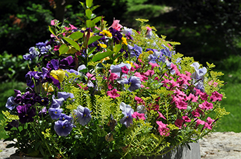 Spring flower planting in concrete container
