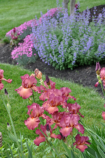 Coral iris in bloom with dianthus and nepeta in background