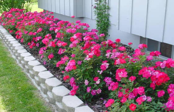 A line of Knock Out roses