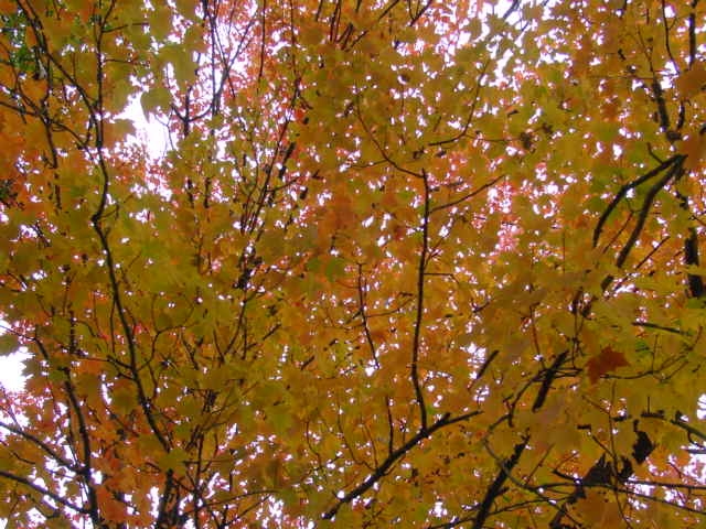Maple_yellow_fall_color