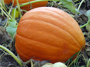 Large pumpkin growing in the field