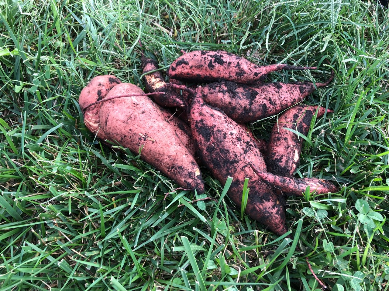 Sweet potatoes covered in dirt