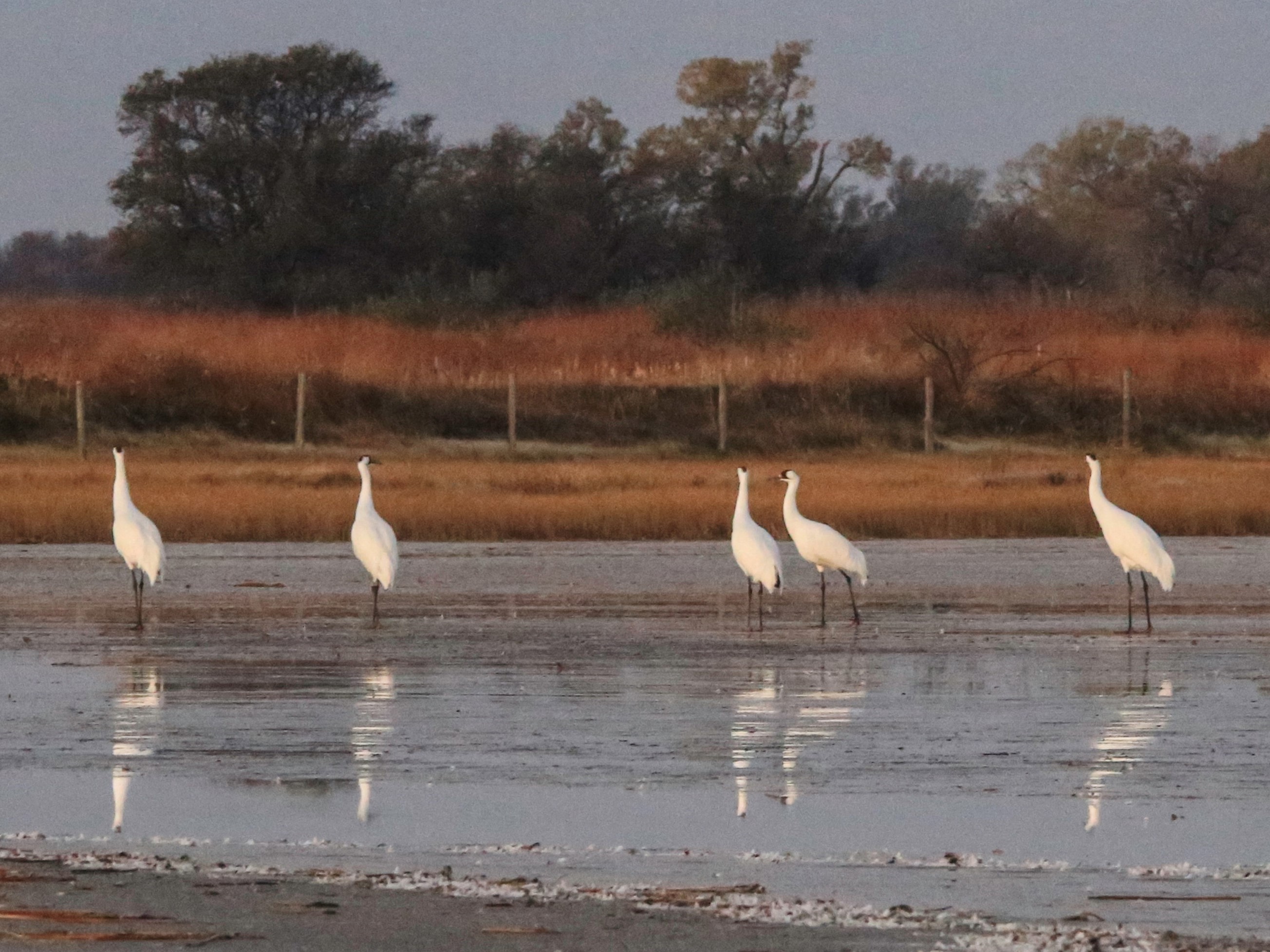 Whooping Cranes at Quivira Refuge by Heather Cwach