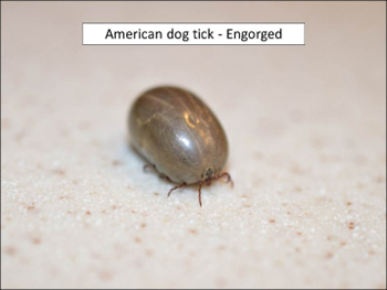 American Dog Tick engorged