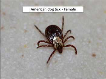 American Dog Tick female