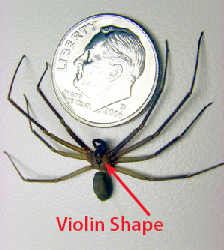 Brown recluse spider with violin shape