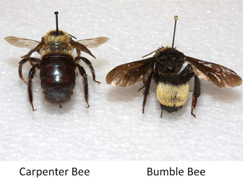 Carpenter bee and bumble bee