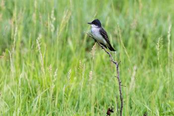 Eastern Kingbird in the prairie