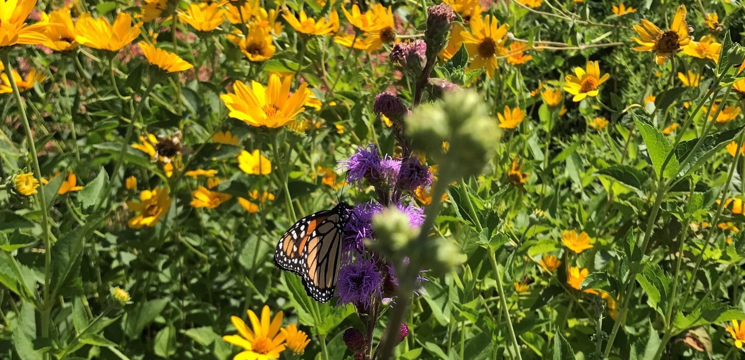Butterfly in Pollinator Prairie Garden. Photo by Dave Shackelford.