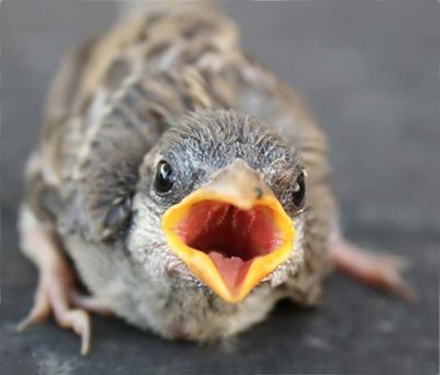 Baby robin with mouth open