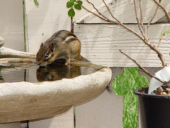 Chipmunk drinking water from a concrete birdbath