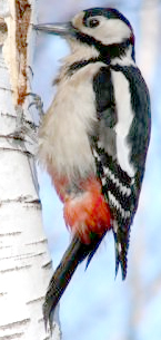 Downey Woodpecker pecking on a tree trunk.