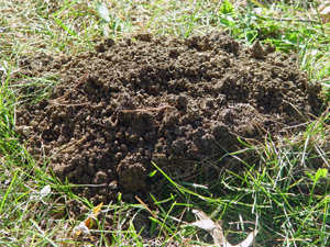 Mole mound in the lawn
