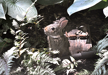 Cottontail rabbit in hosta garden