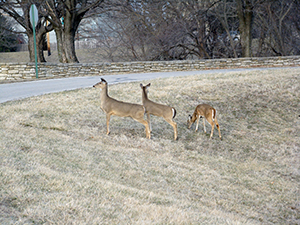 Three deer next to road in park