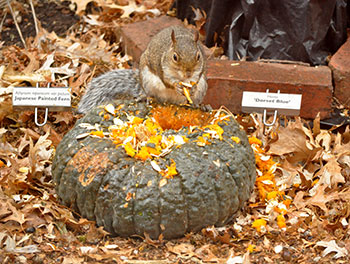 Squirrel eating pumpkin seeds