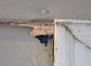 Hole in home siding caused by woodpeacker