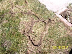 Prairie vole trails cut into the lawn