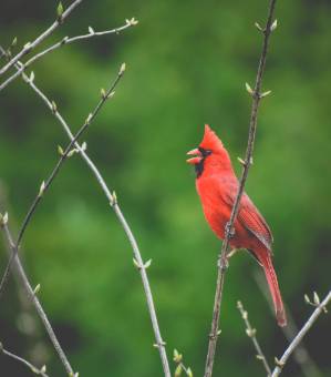 Northern Cardinal sitting in tree