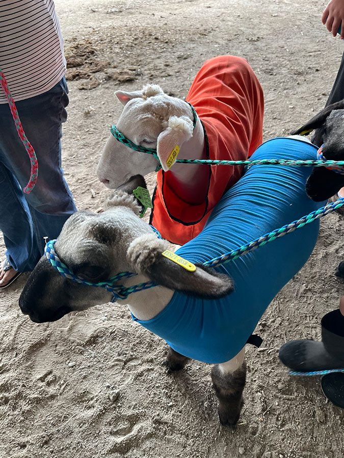 two sheep