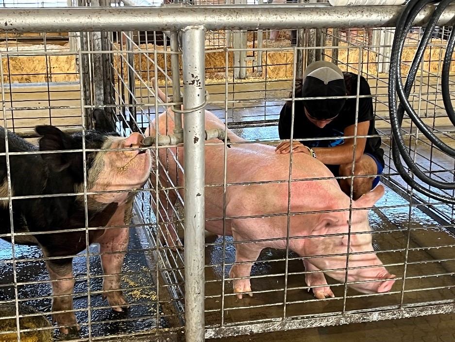 pigs